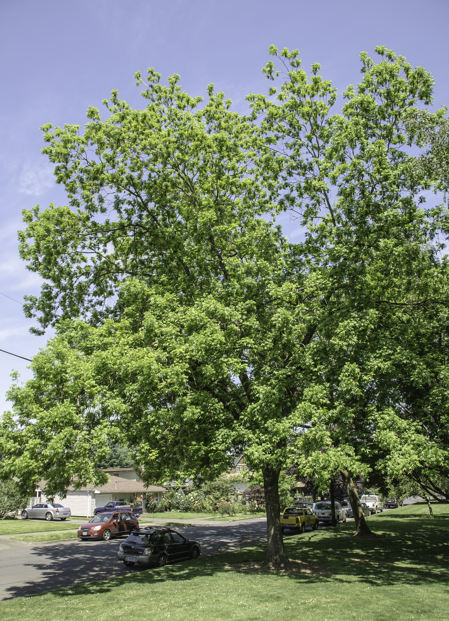 In Woodstock Park, near SE 47th and Steele.