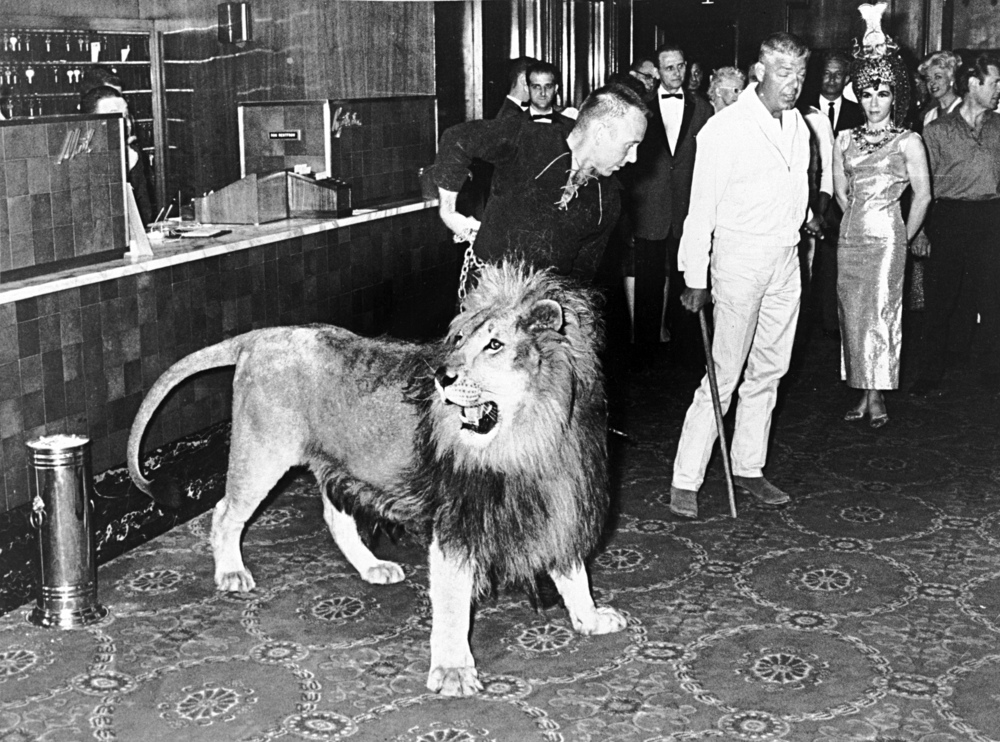 The lion Zamba Jr. in the Benson Hotel lobby.