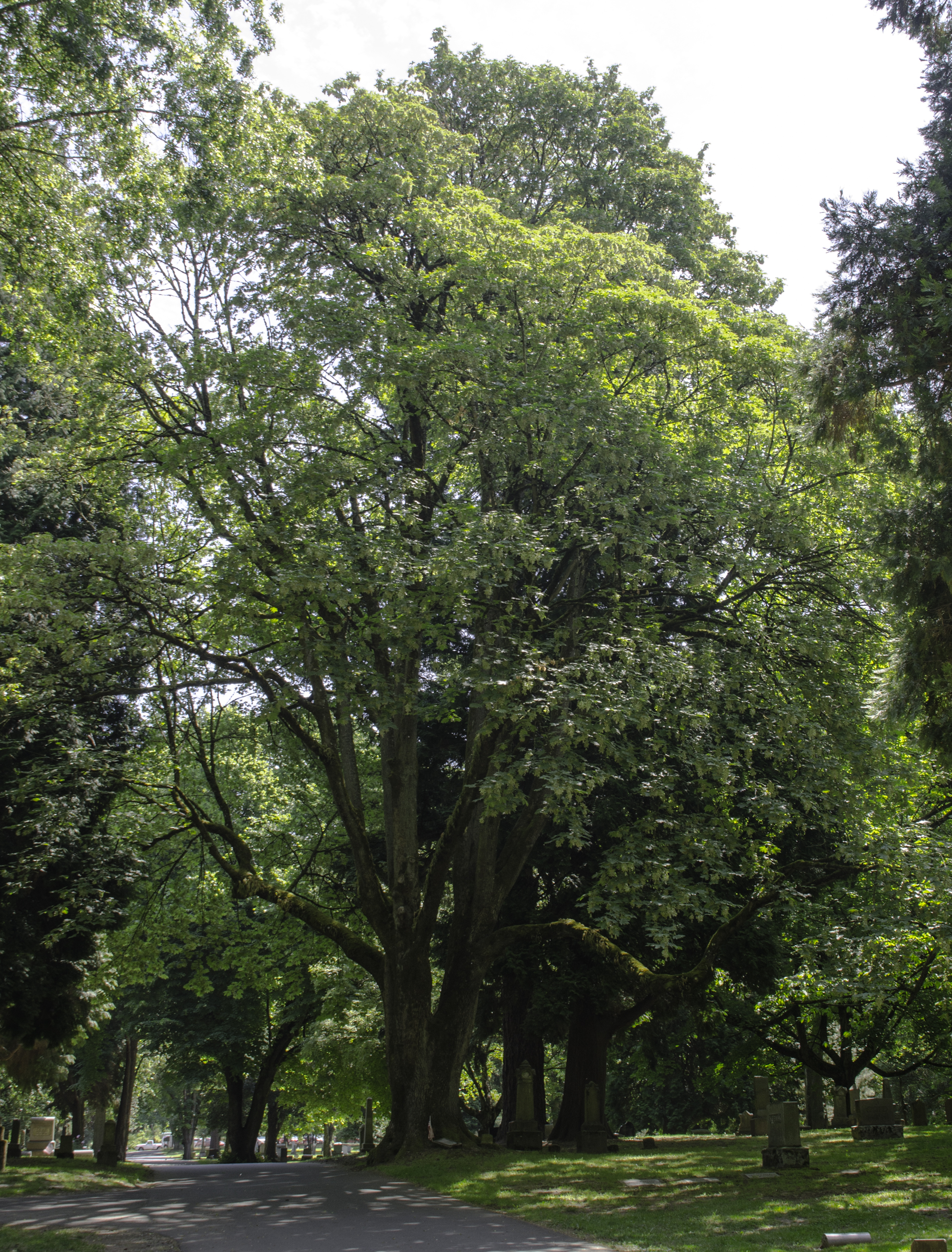 In Lone Fir Cemetery in honor of Joseph Lane, Oregon’s first territorial governor.
