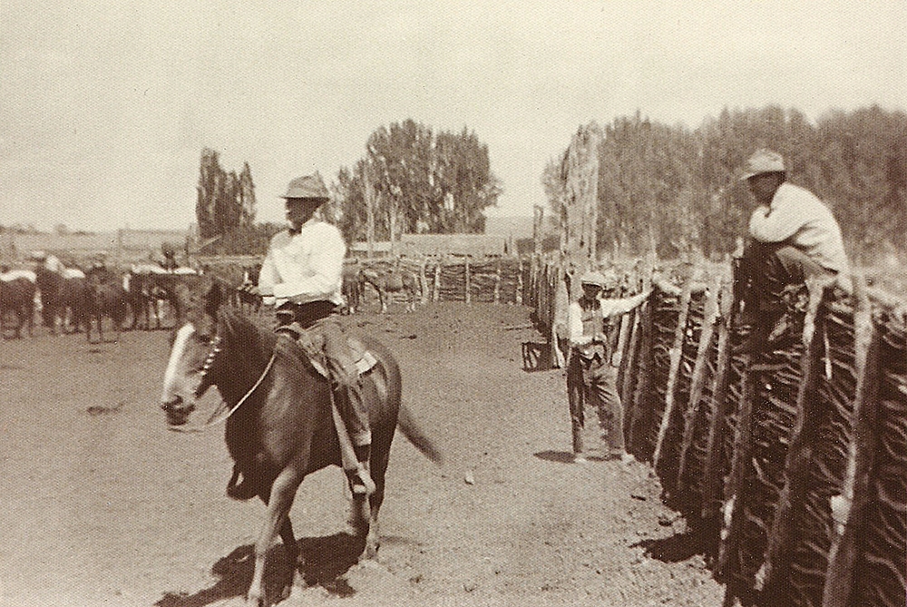 Buckaroos at P Ranch