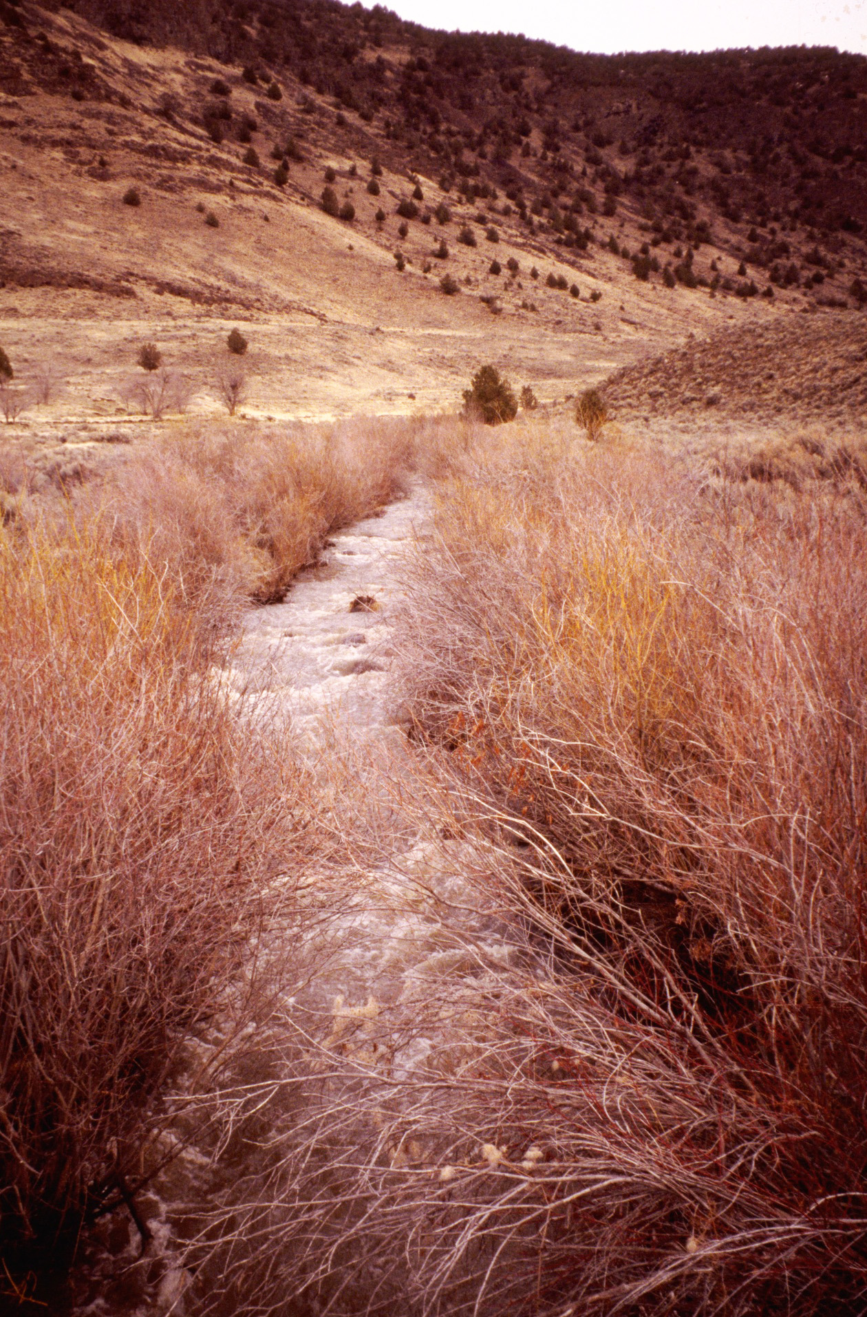 Riparian area along Home Creek in Home Creek Canyon of Catlow Valley.