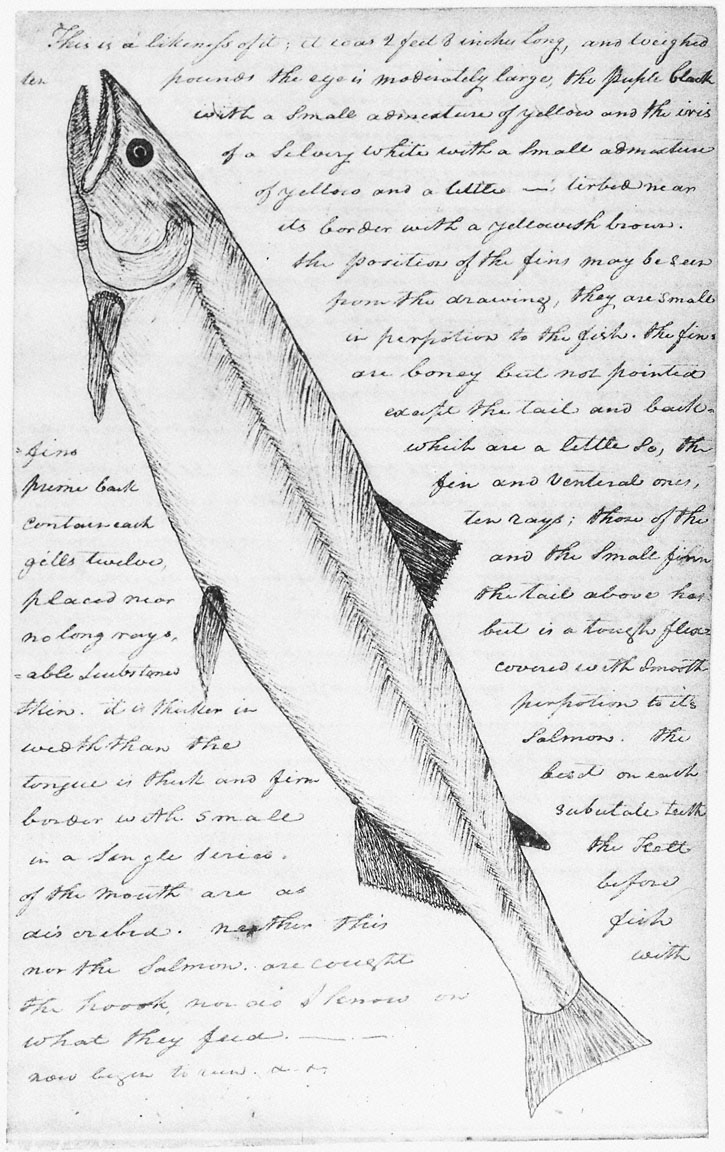 White salmon trout from Clark's journal