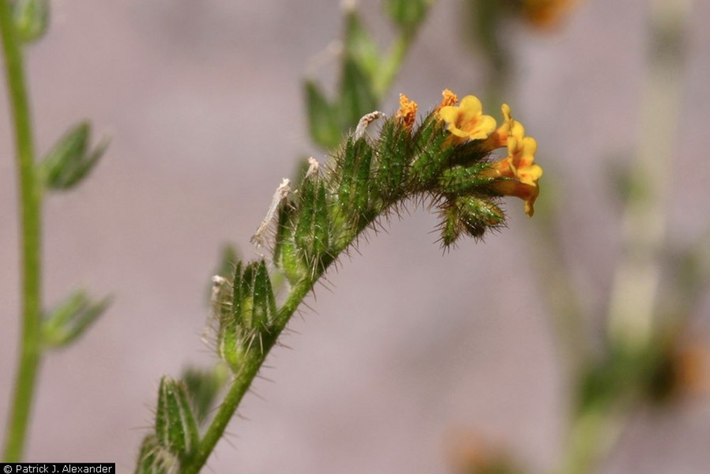 Common Fiddleneck (Amsinckia menziesii var. intermedia), originallly collected by John Jeffrey in July 1853.