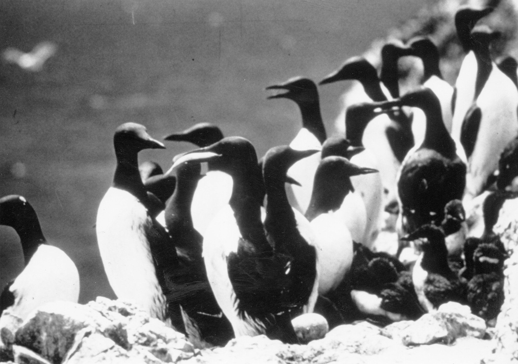 Common Murres.