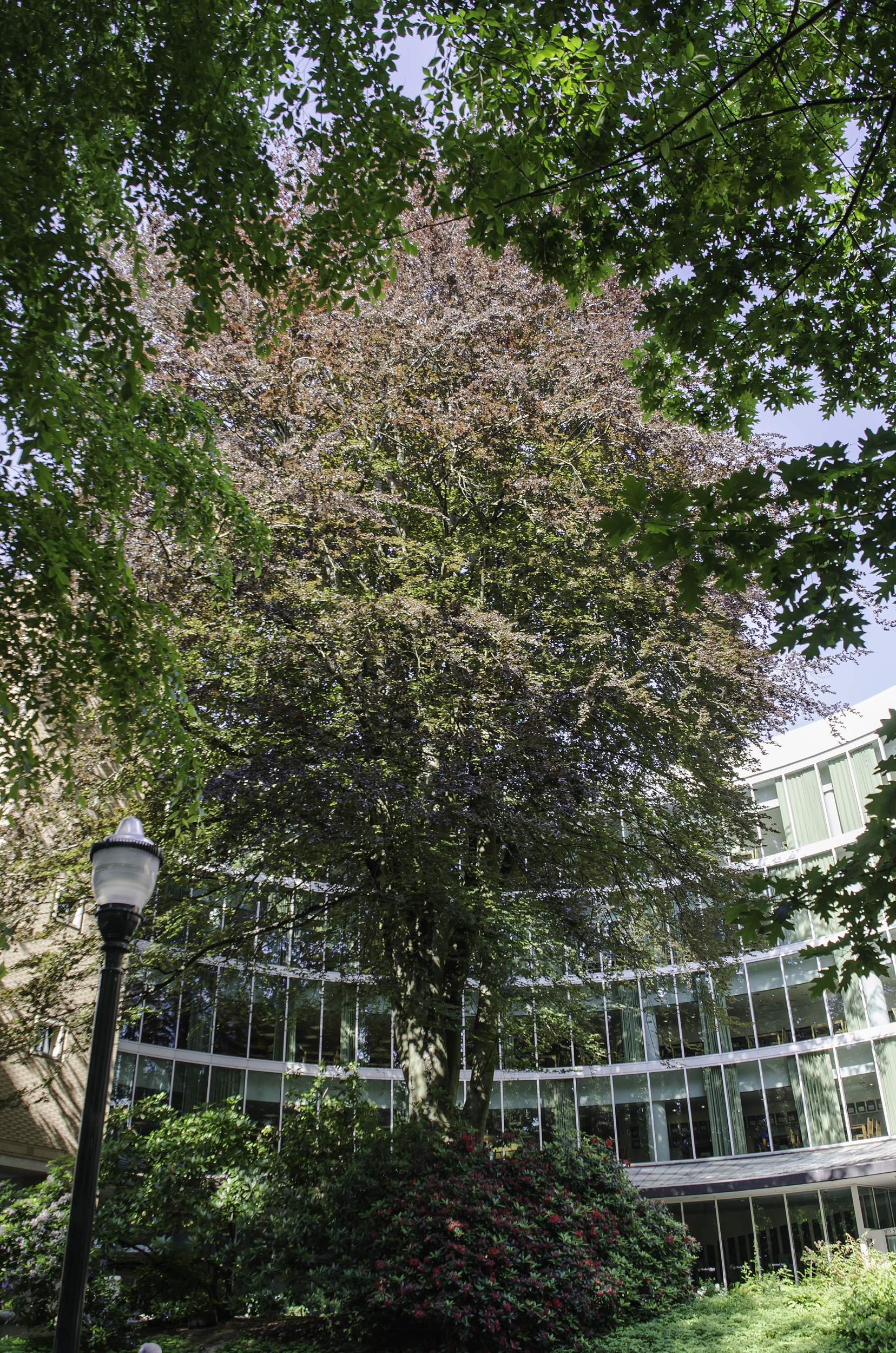 Planted in the 1890s, it has witnessed the transformation of the Park Blocks.