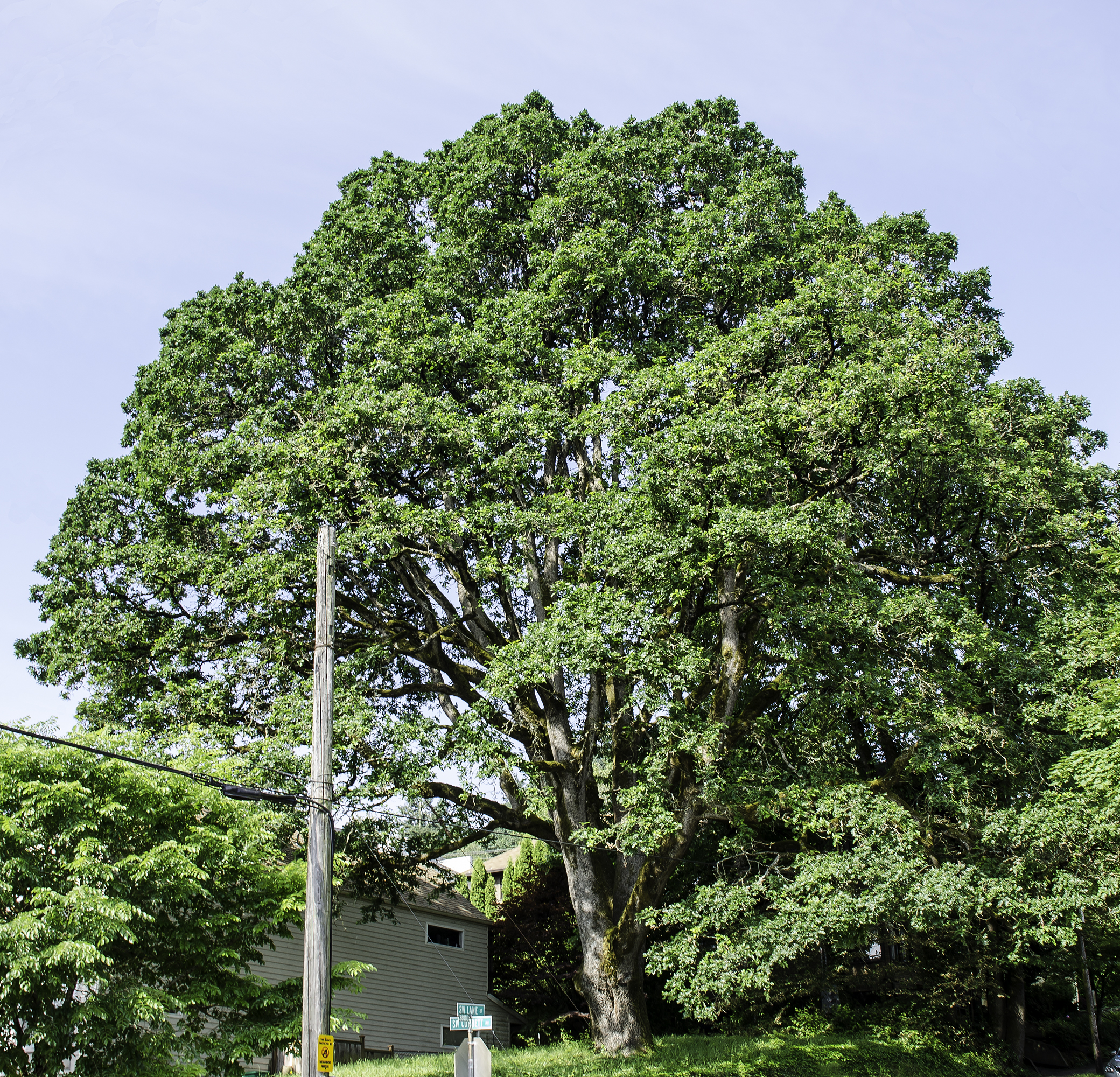 This Oregon White Oak inspired changes in the protection of trees in Portland.