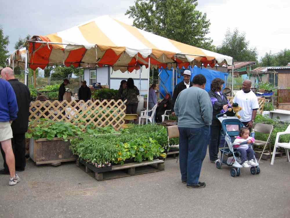 Nursery plant business at Dignity Village, June 2009.