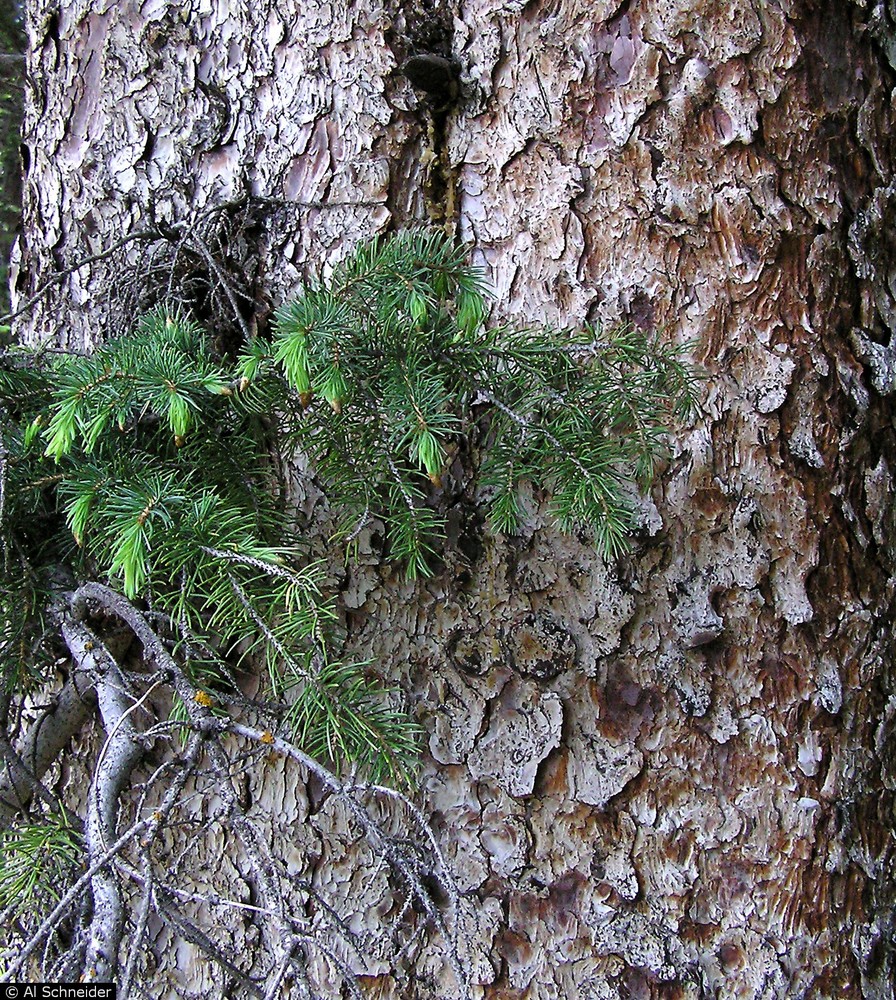 Bark of Engelmann spruce (Picea engelmannii Parry ex Engelm.).