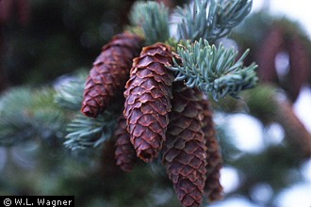 Engelmann spruce (Picea engelmannii Parry ex Engelm.).