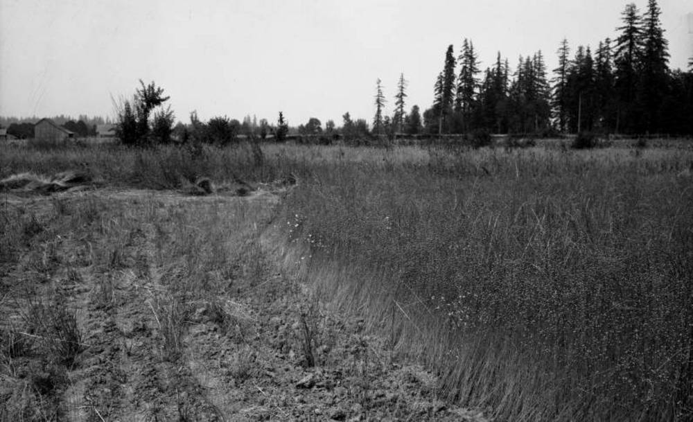Flax field at Lester Burley farm, Canby.