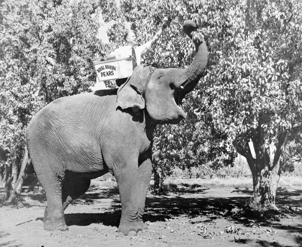 David Holmes on an elephant picking pears.