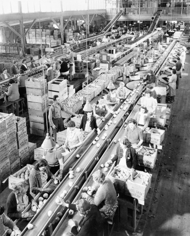 Pear Packing at Harry & David.