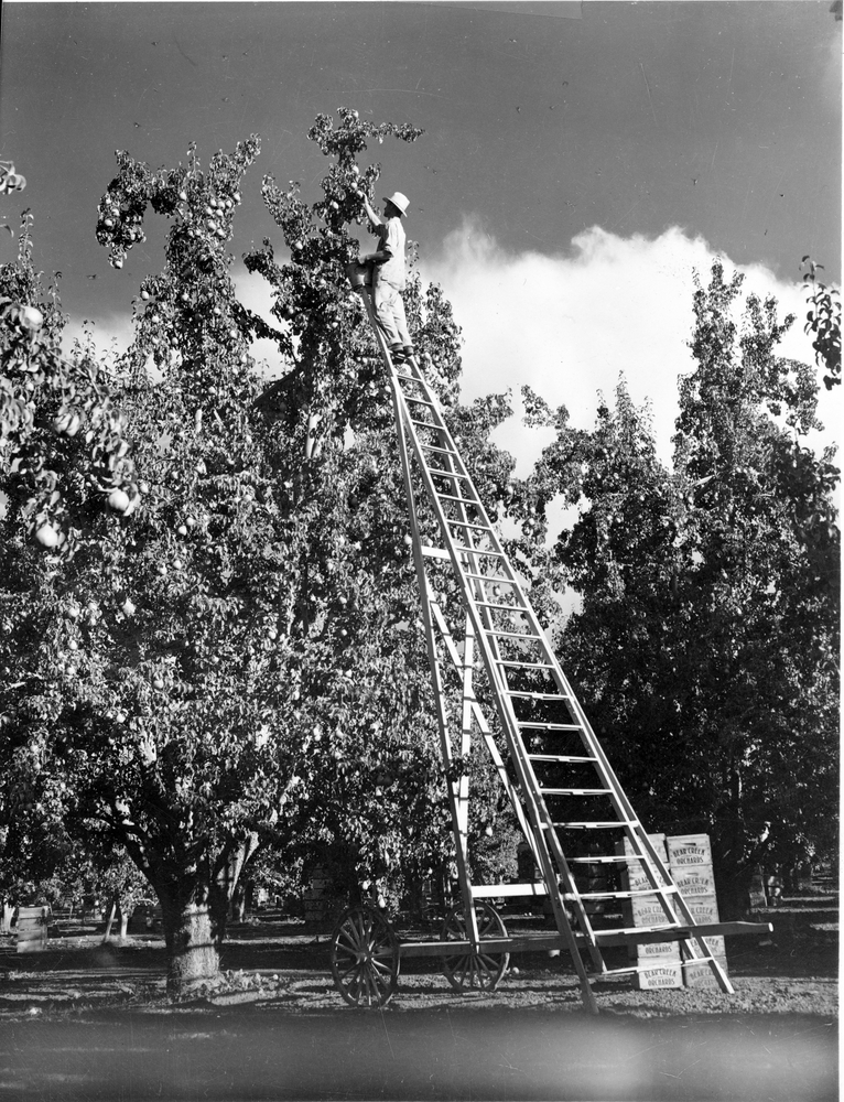 Harry & David 1939 Pear Harvest.