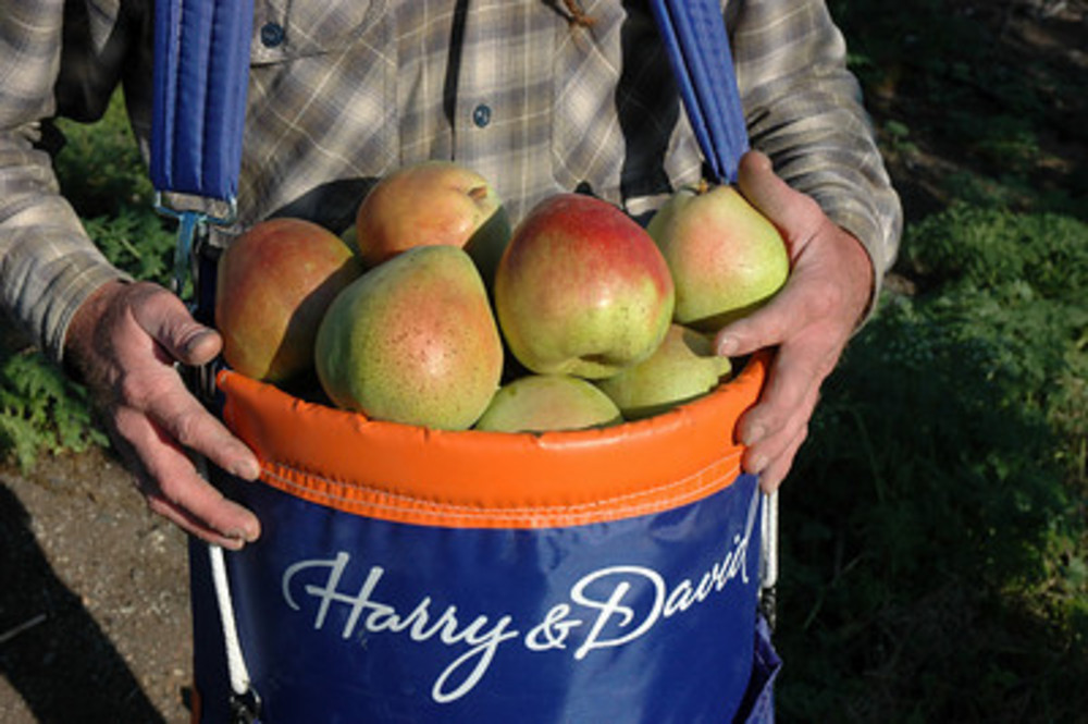 Harry & David Organic Pears.