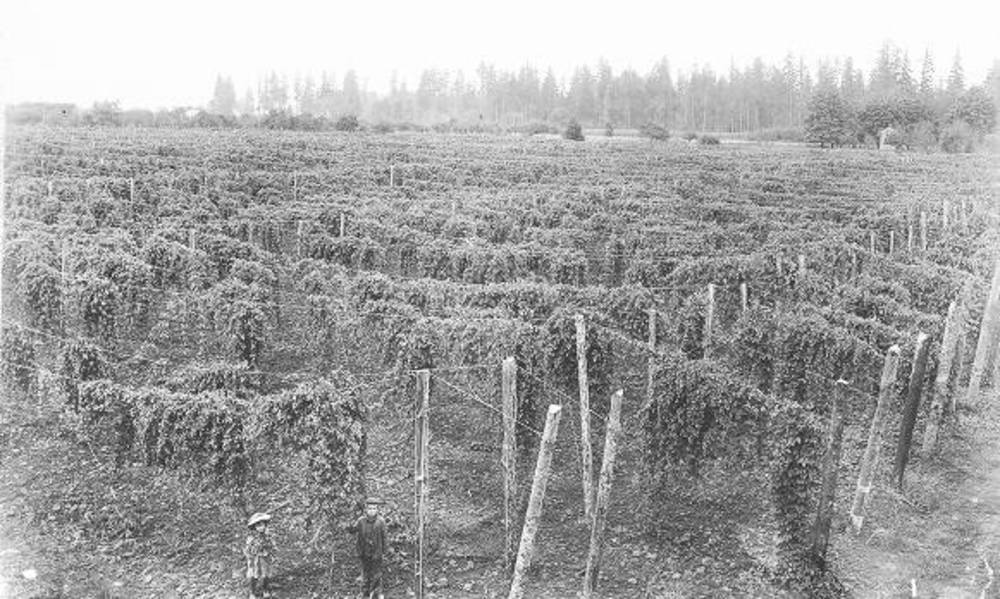 Hop field, Willamette Valley, 1900.