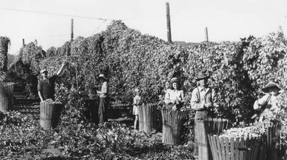 Harvesting hops near Independence, 1940.