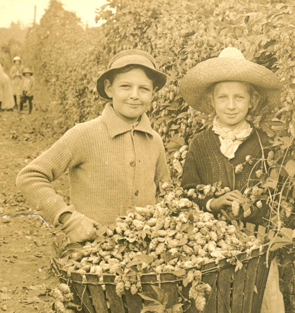 Harvesting hops in the Willamette Valley, 1915.