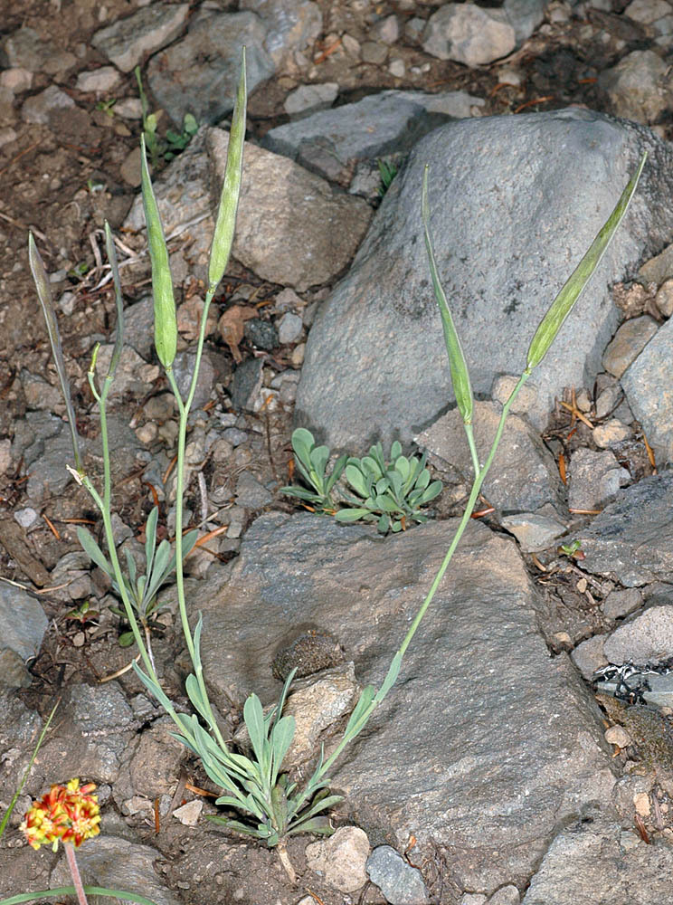 Howell's flat-seed rock cress (Boechera howellii), Originally collected by John Jeffrey in September 1852.