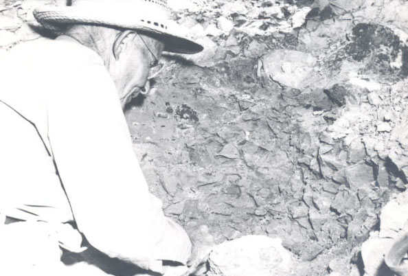 Alonzo Hancock at UO mammal dig, Clarno Clay Beds, 1956