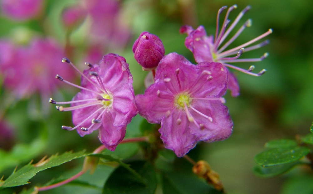 Kalmiopsis leachiana.