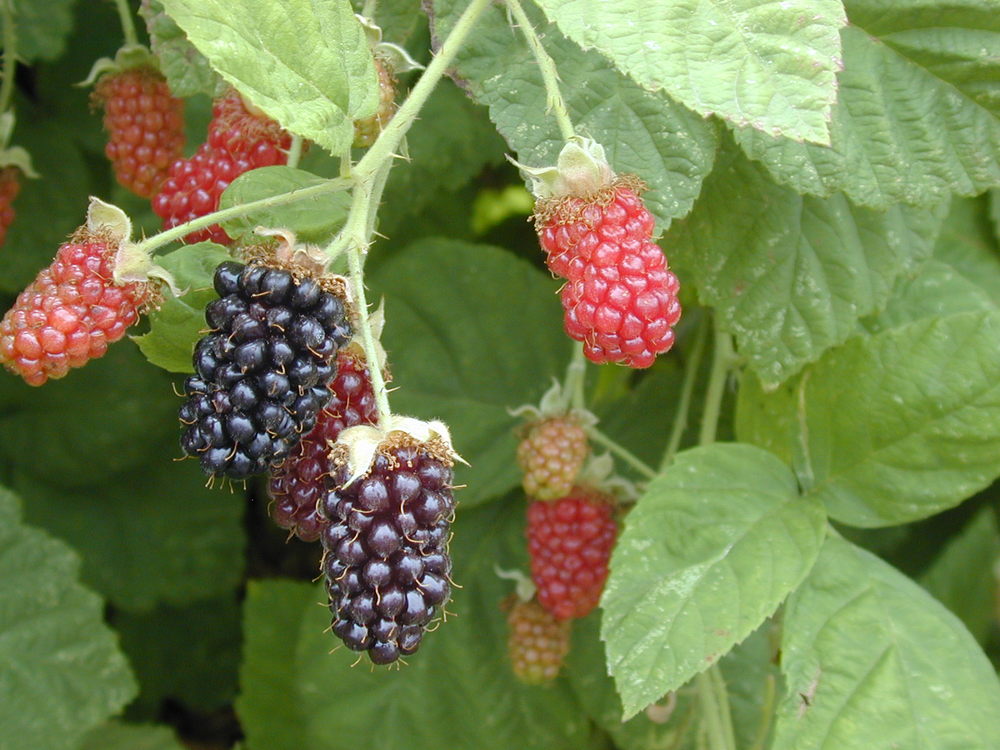 Marionberry.
