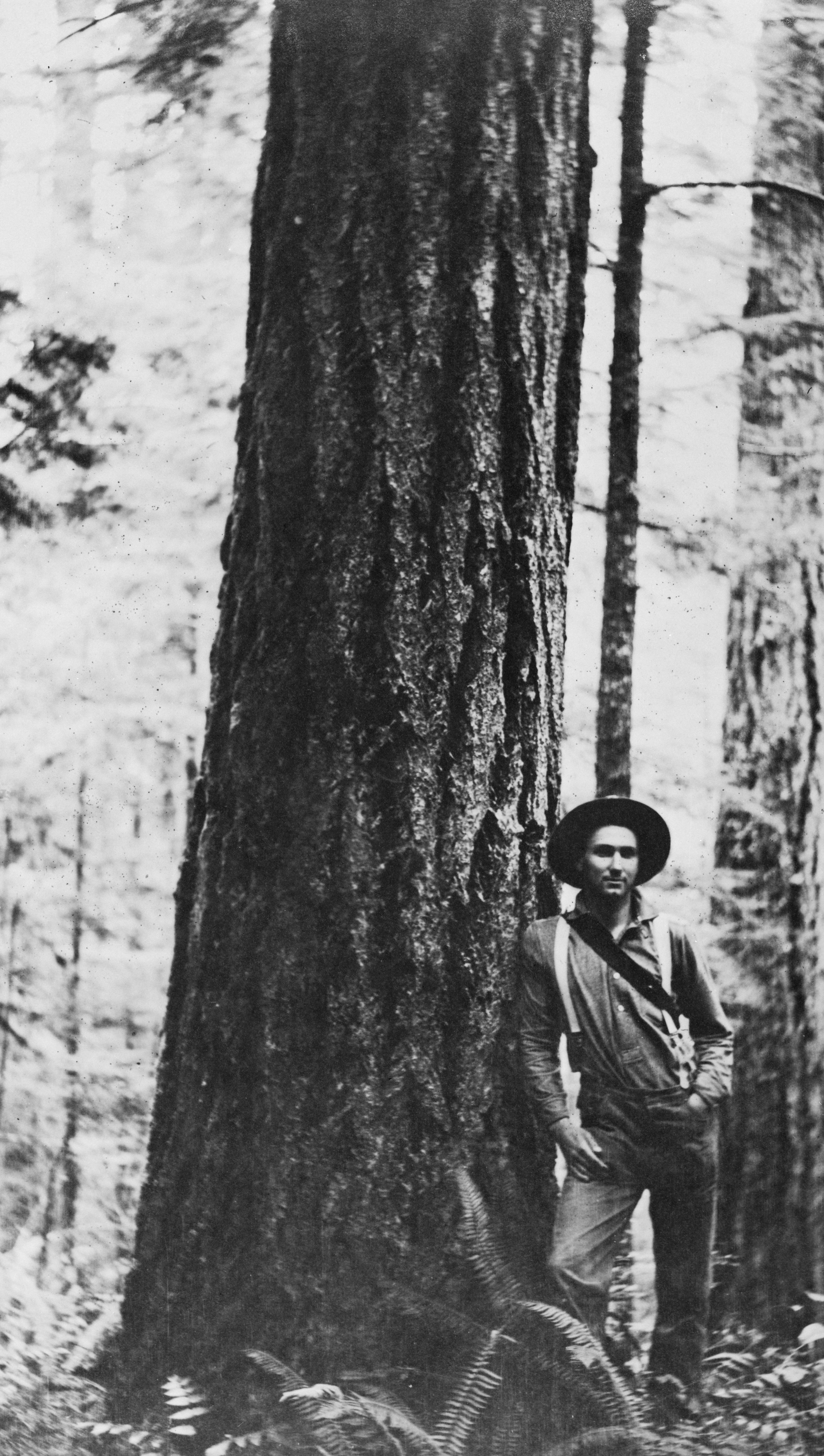 David T. Mason near Douglas fir in the Olympic National Forest, Sep. 1908.