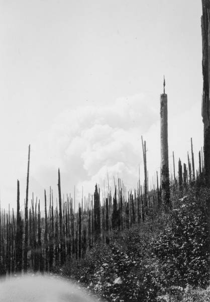 Burned trees near Baseline Cabin from Wilson River Forest Fire, Aug. 22, 1938.