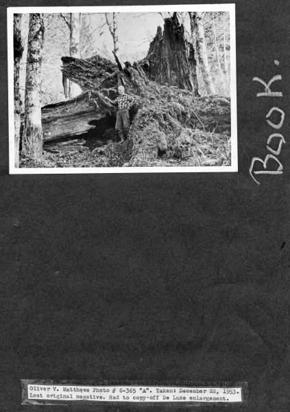 Man standing by spruce log, Dec. 1953.