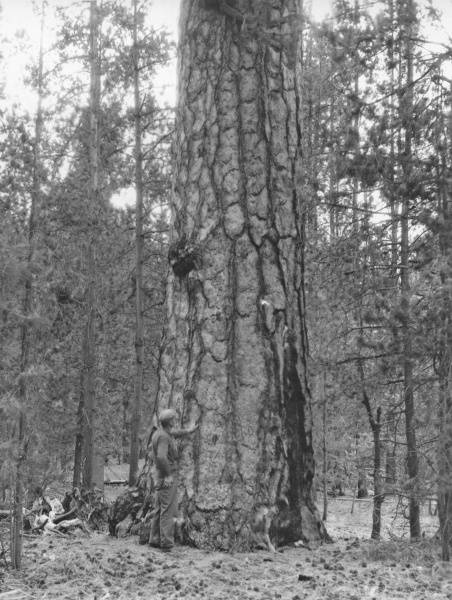 Oliver Matthews with Ponderosa pine, Oct. 1938.