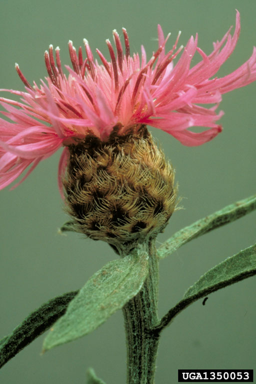 Meadow knapweed.