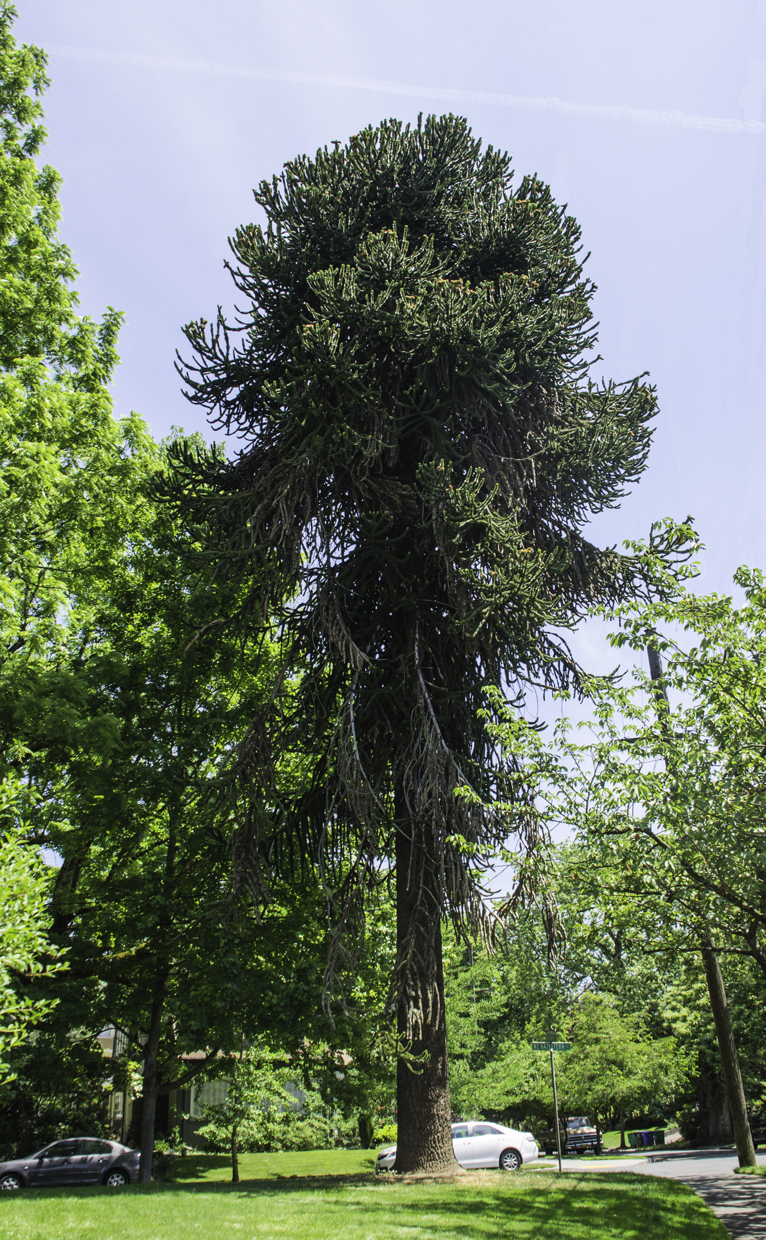 This tree was likely distributed as a sapling at the 1905 Lewis & Clark Fair.