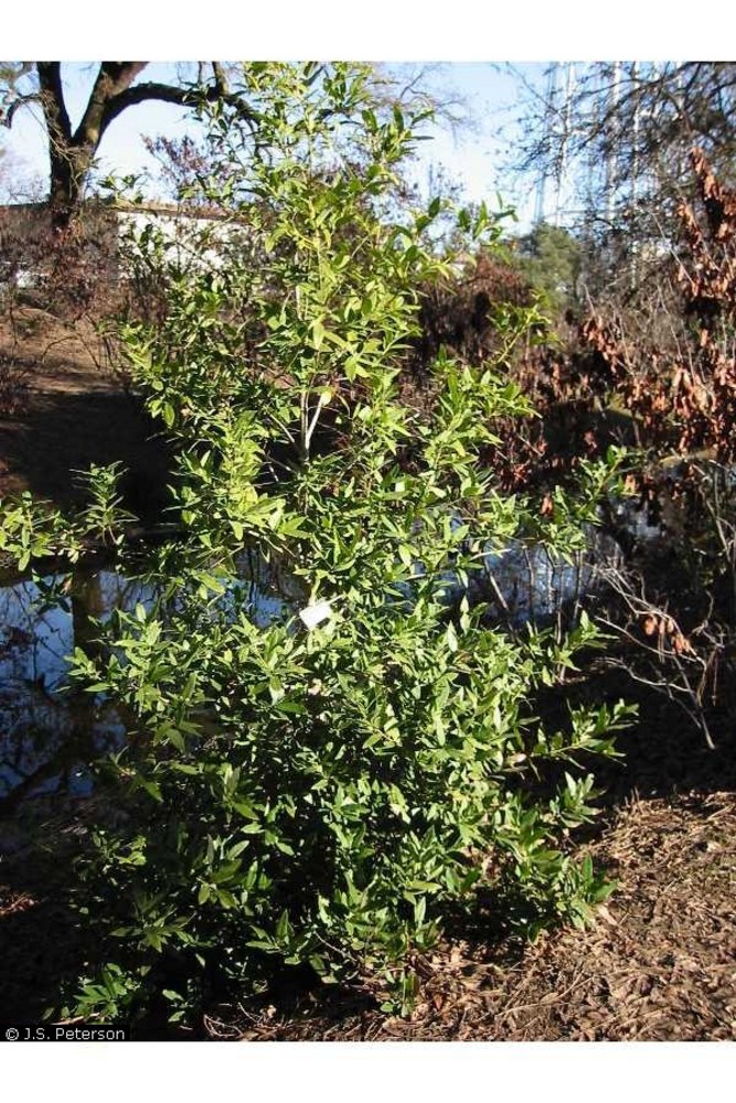 Oregon myrtle (Umbellularia californica (Hook. & Arn.) Nutt.).