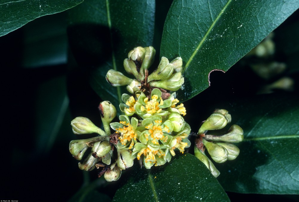 Oregon myrtle (Umbellularia californica (Hook. & Arn.) Nutt.).