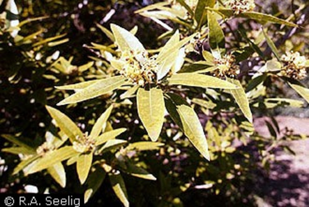 Oregon myrtle (Umbellularia californica (Hook. & Arn.) Nutt.).