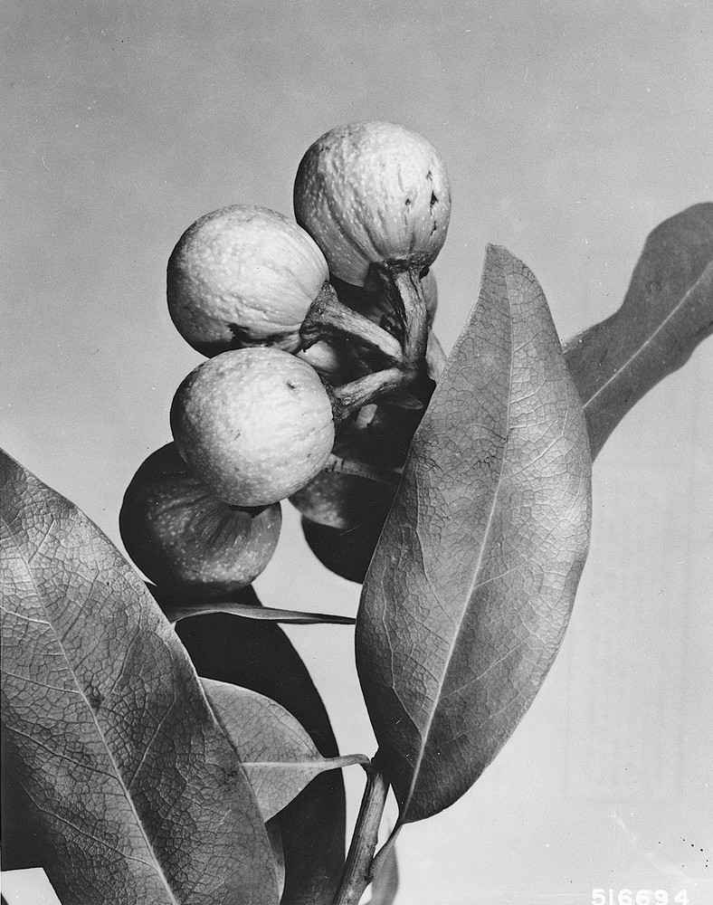 Oregon myrtle (Umbellularia californica (Hook. & Arn.) Nutt.).