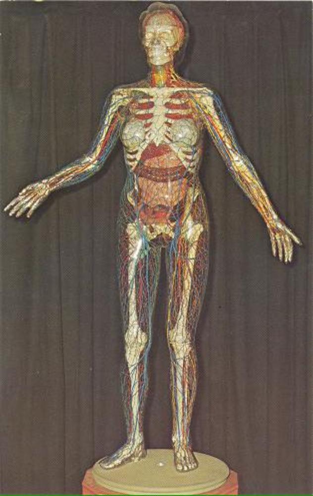 Talking Transparent Woman at OMSI.