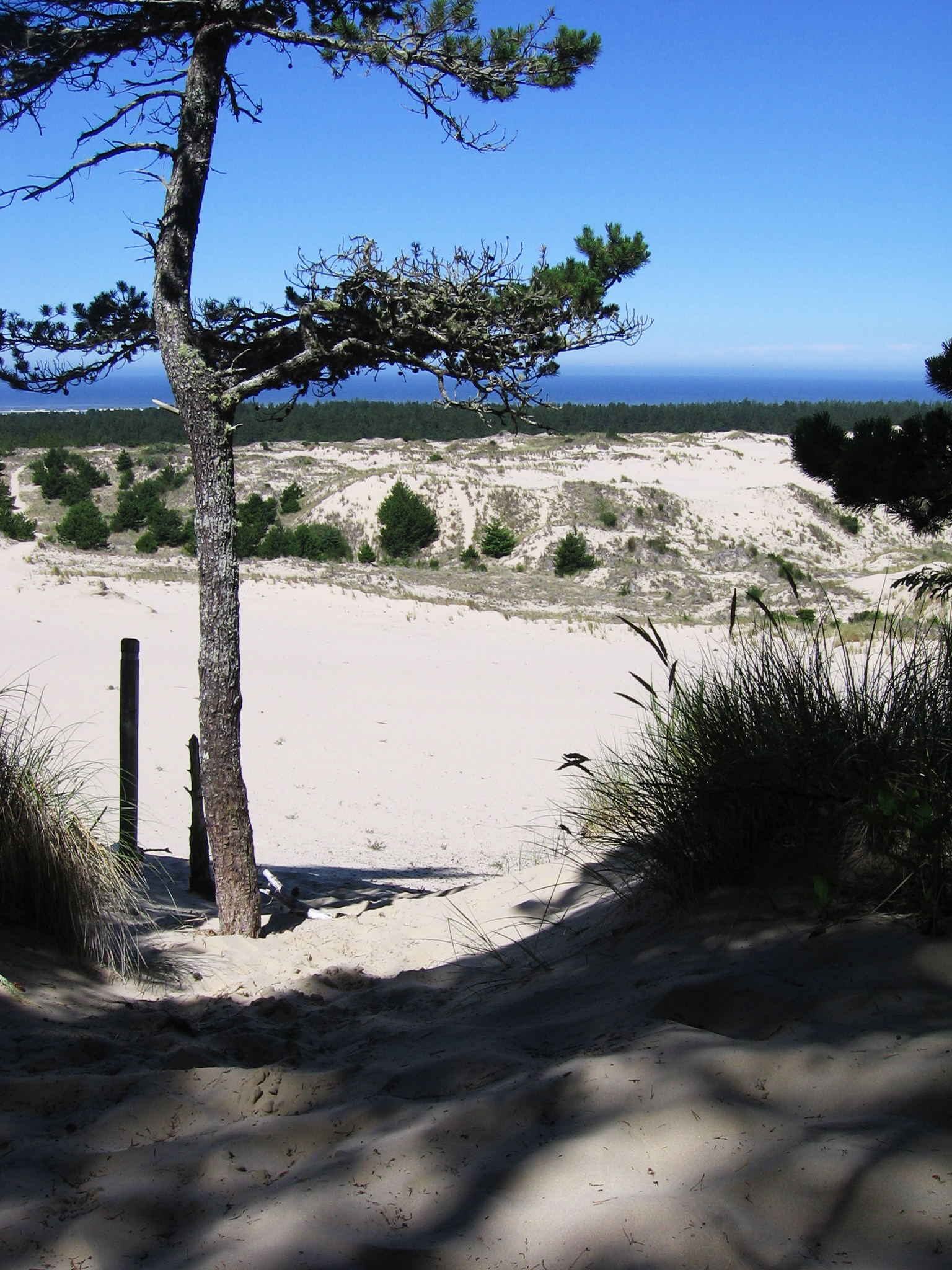 Oregon dunes east of Tahkenitch Lake, July 2011.
