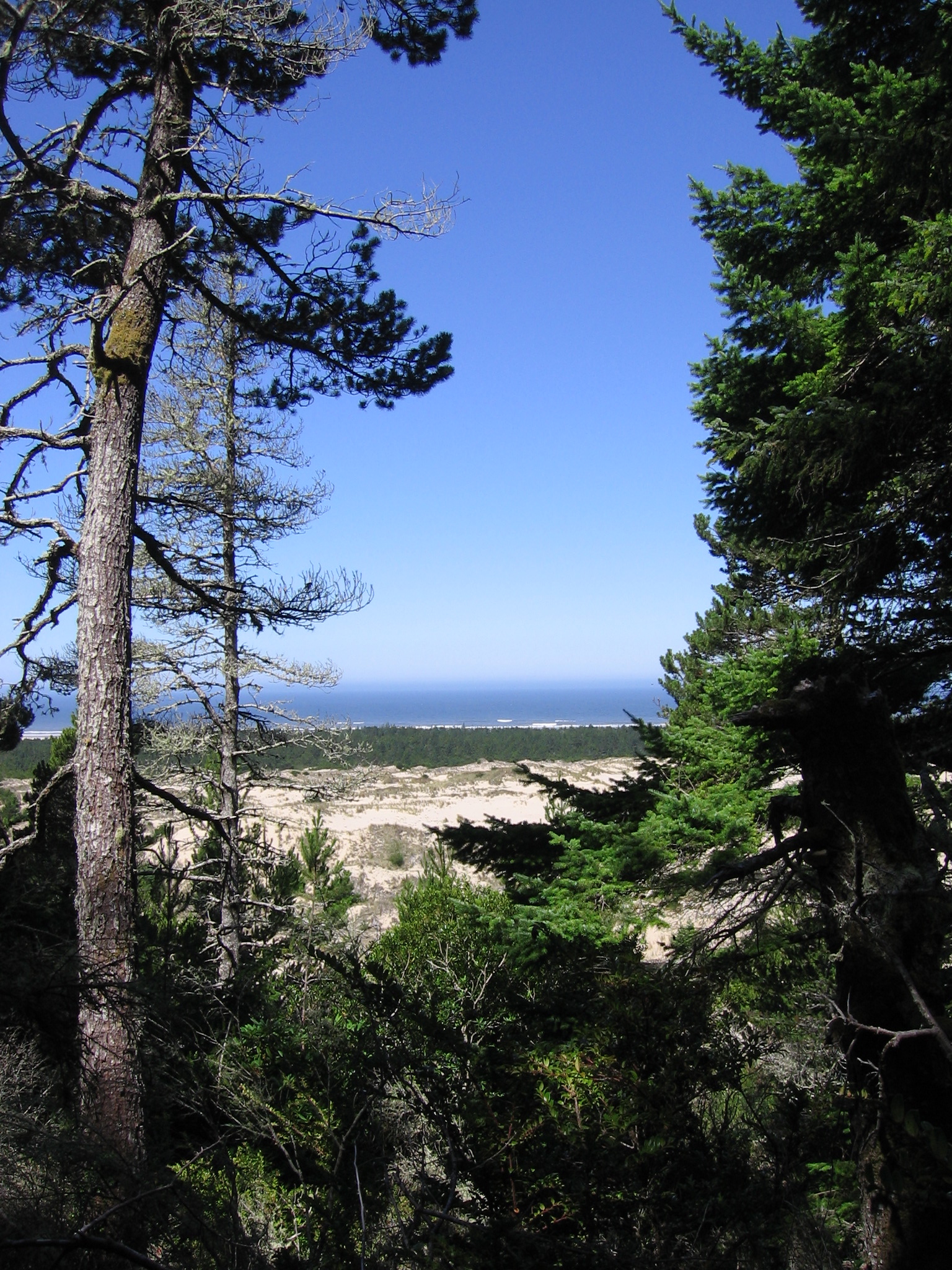 Oregon dunes east of Tahkenitch Lake, July 2011.