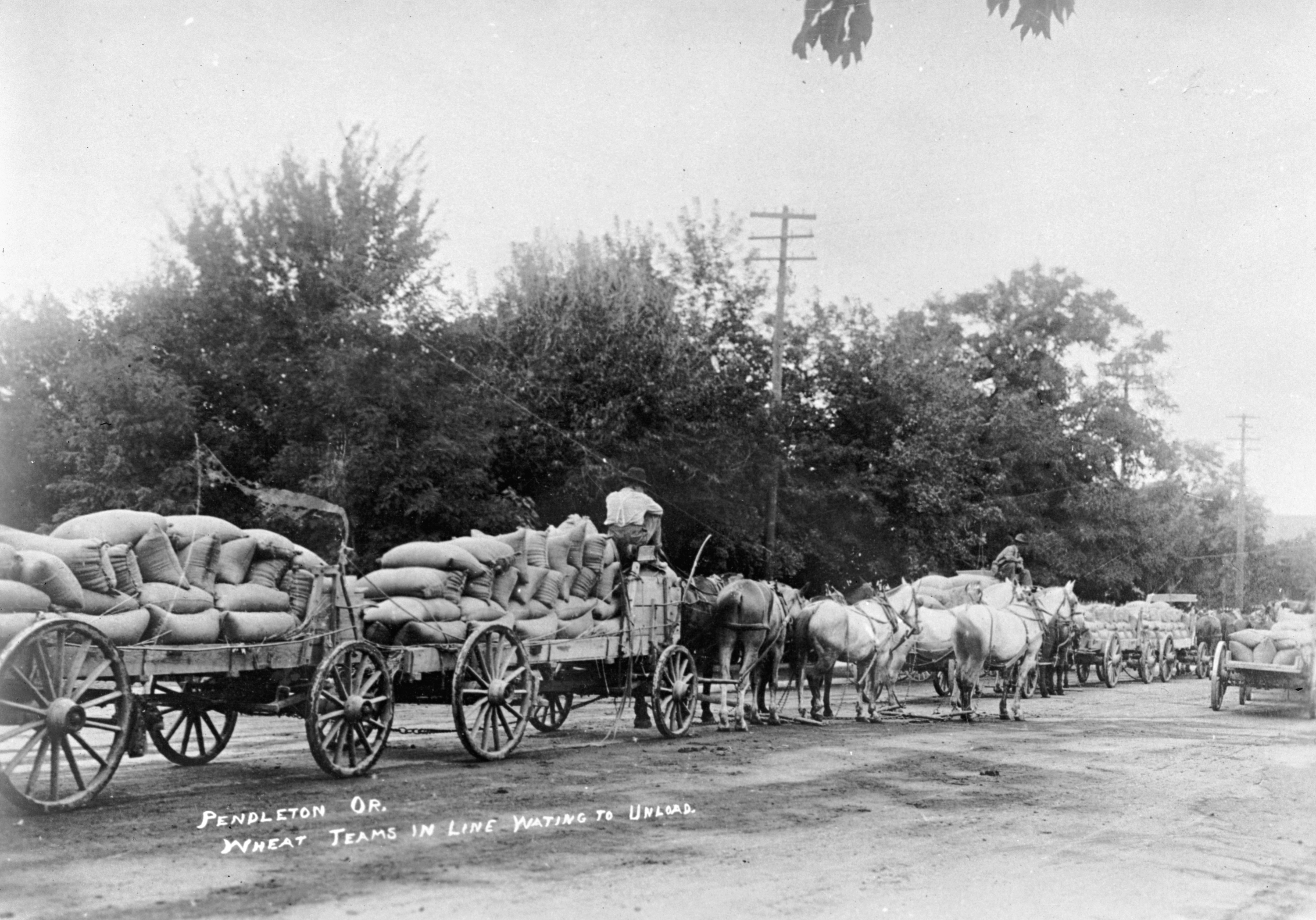 Wheat teams in Pendleton, about 1938.