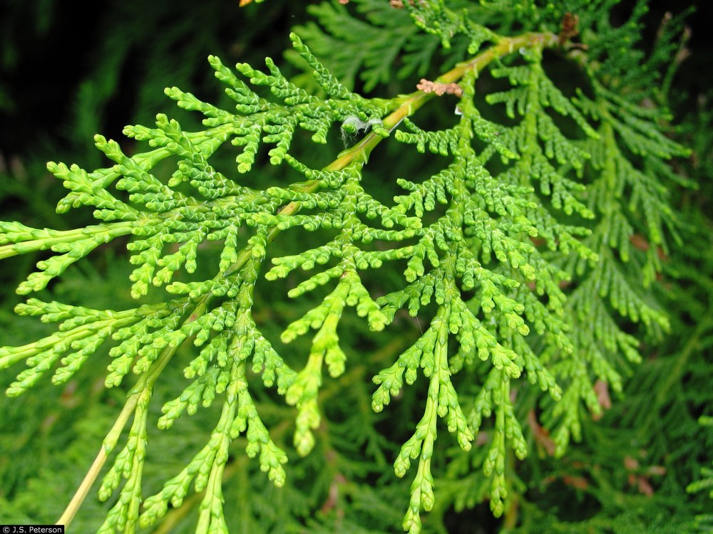 Port Orford cedar.