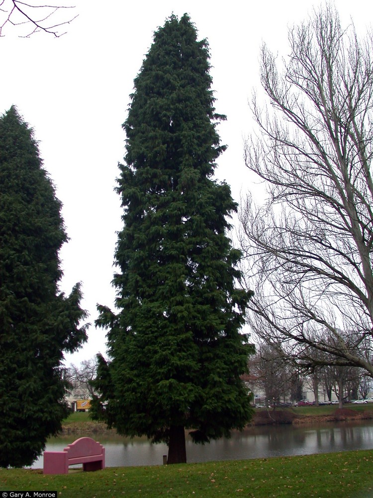 Port Orford cedar (Chamaecyparis lawsoniana (A. Murray) Parl.).
