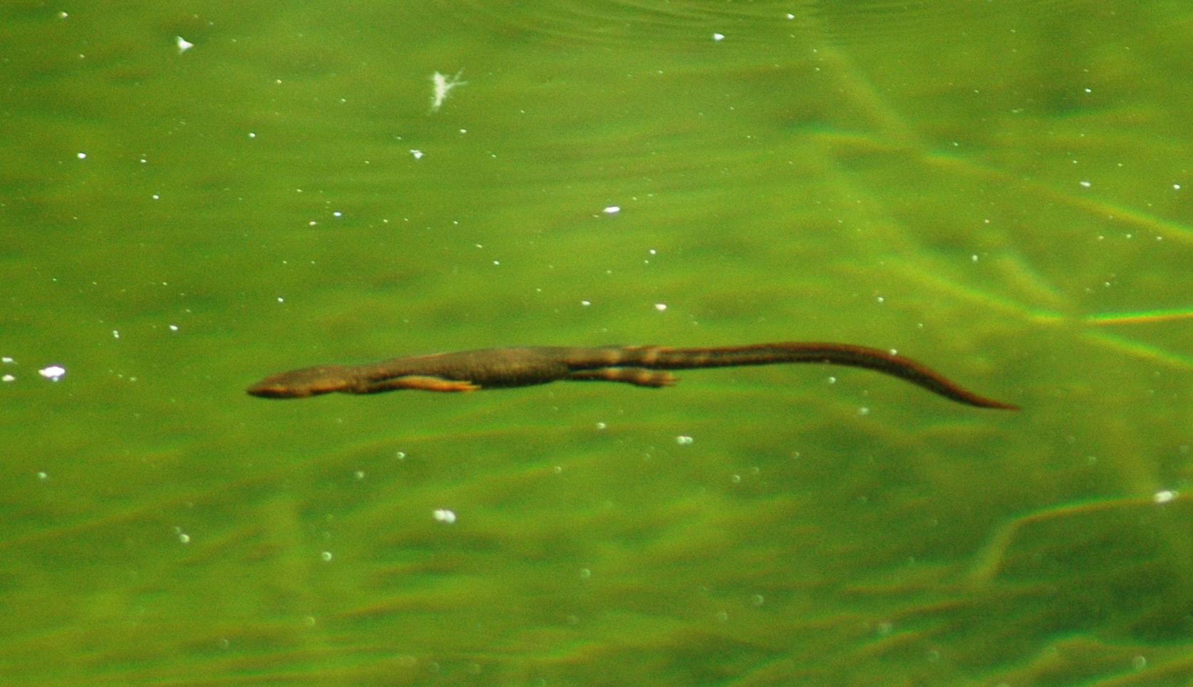Rough-skinned newt swimming in Spruce Lake, Crater Lake National Park.