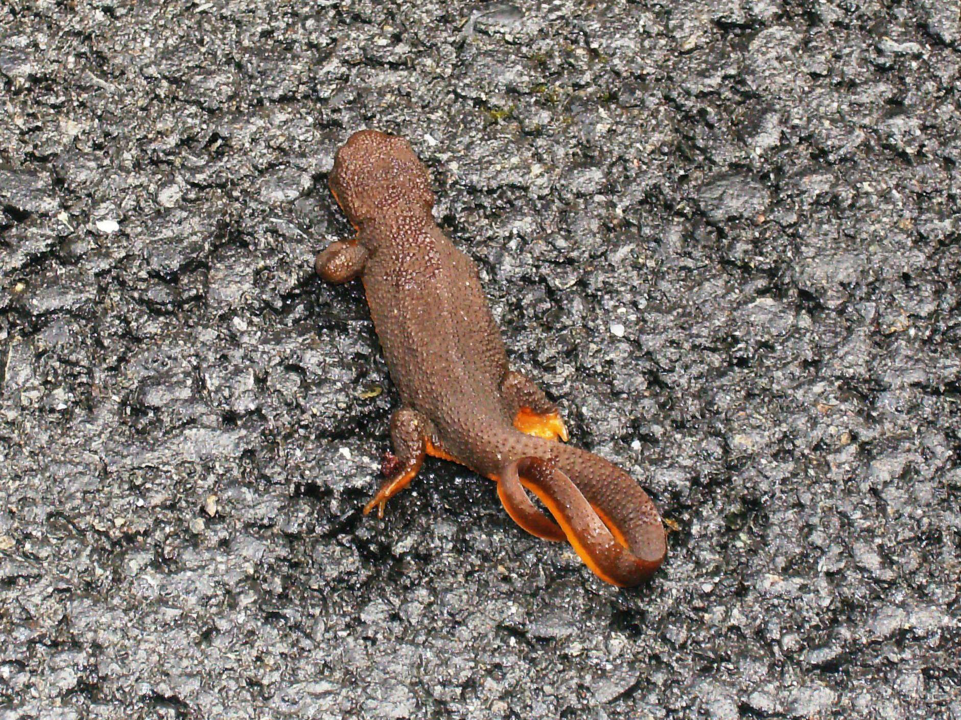 Rough-skinned newt at South Slough National Estuarine Reserve, Coos Bay.