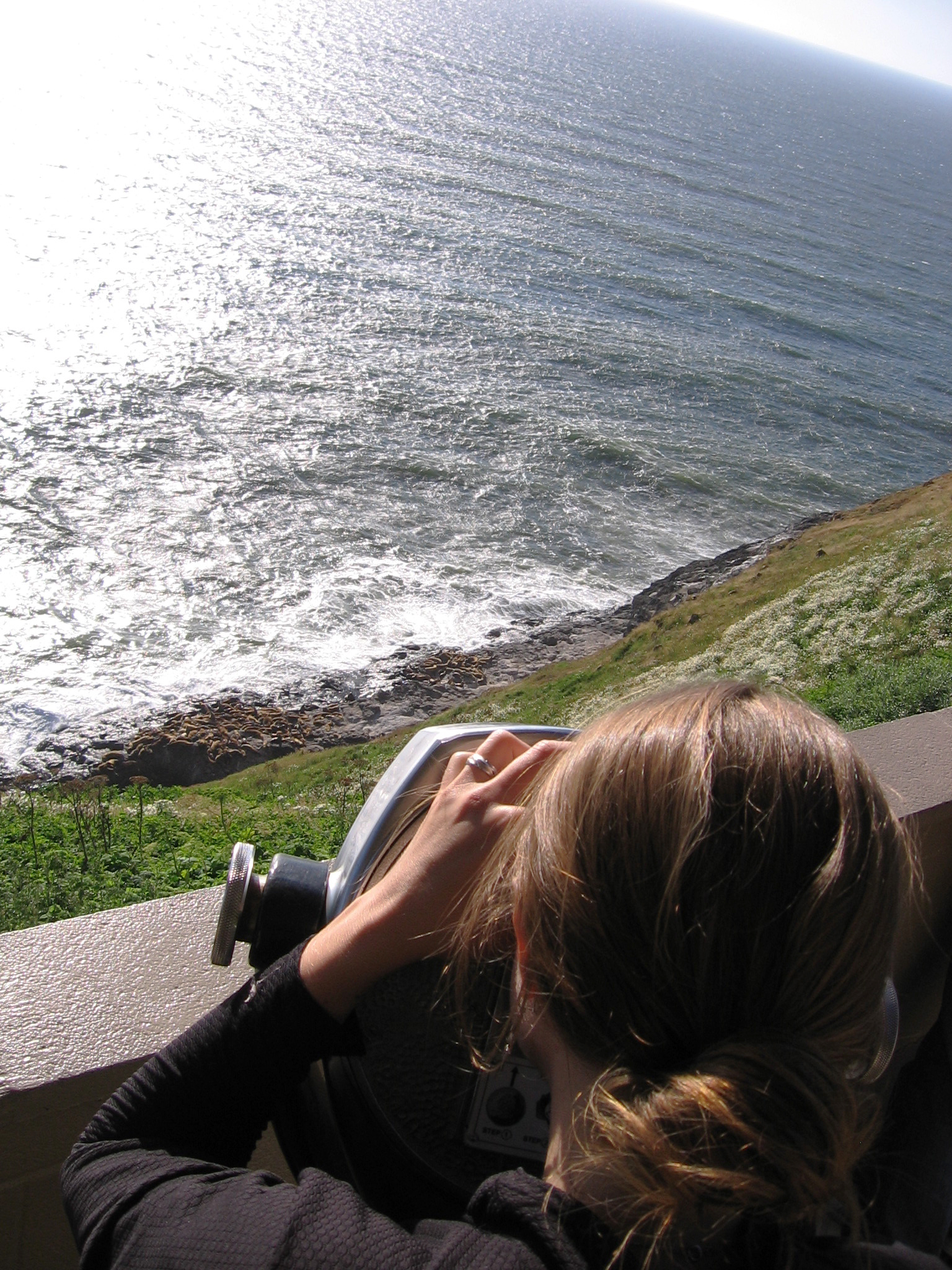 View of sea lion rookery, Sea Lion Caves, July 2011.