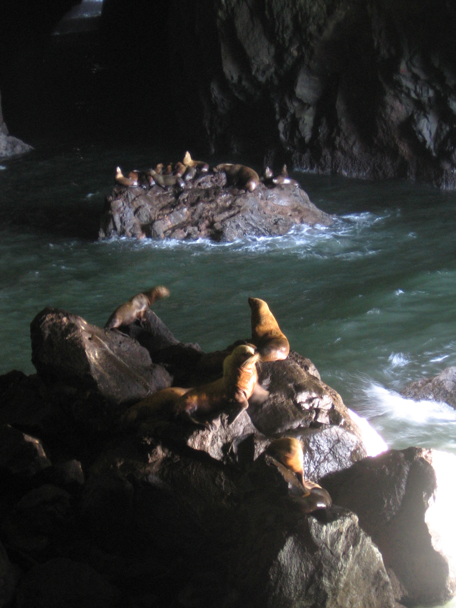 Sea Lion Caves, July 2011.