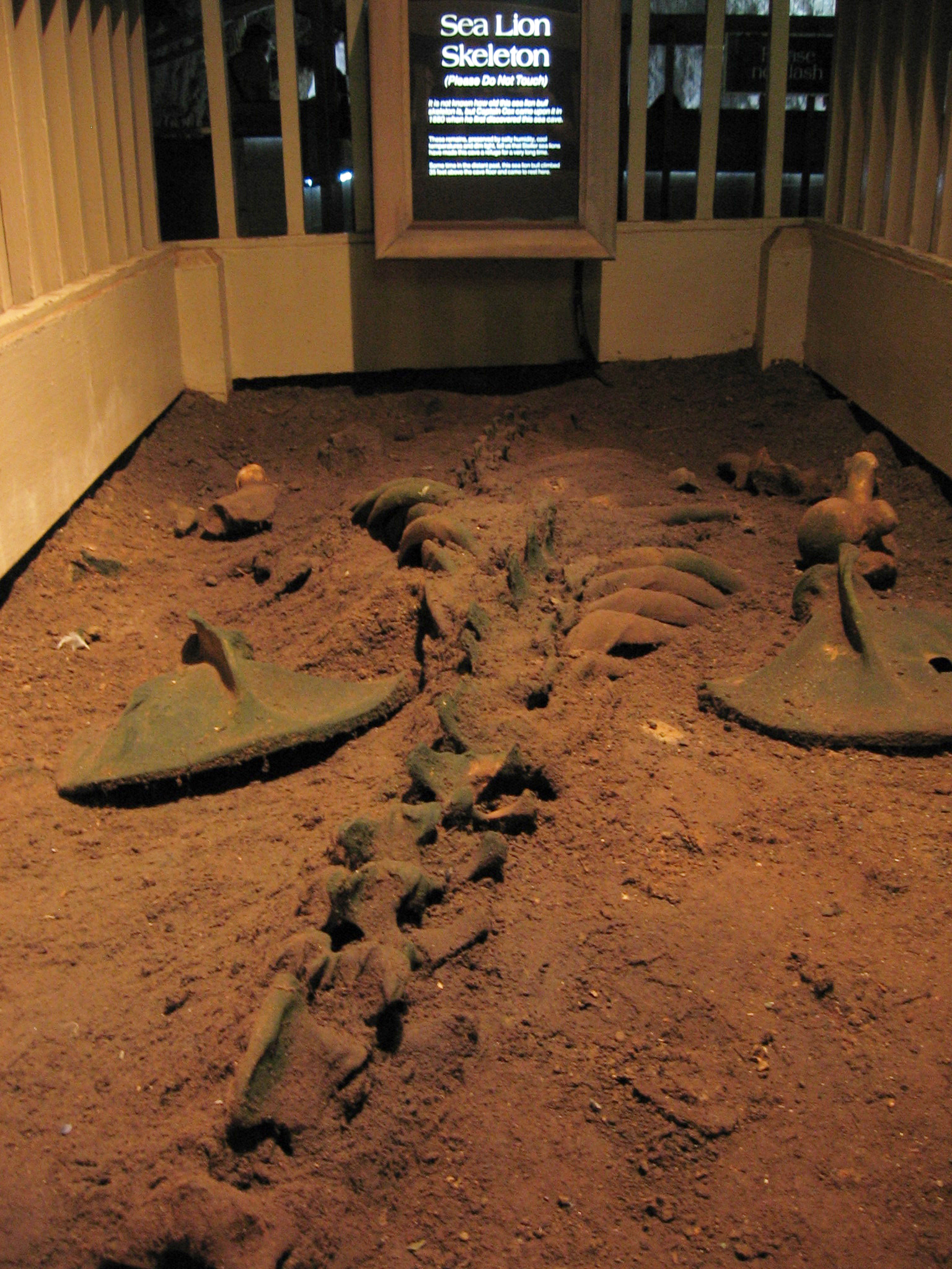 Remains of sea lion bull, Sea Lion Caves, July 2011.