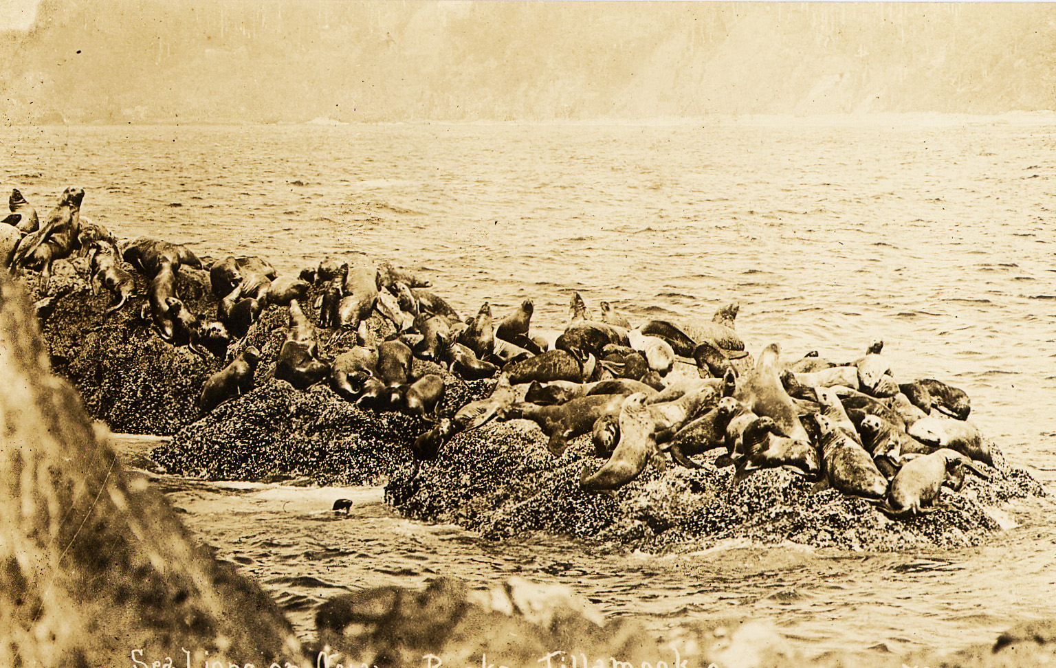 Sea Lions on Three Arch Rocks.