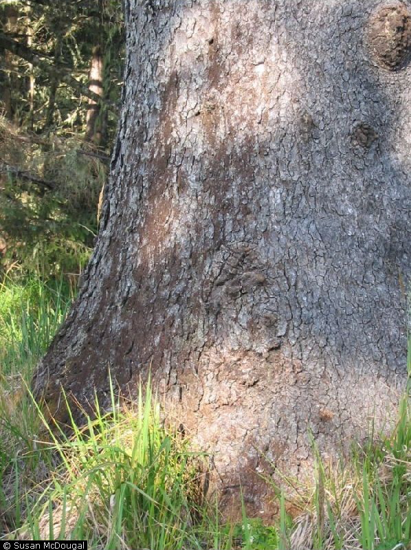 Sitka spruce.
