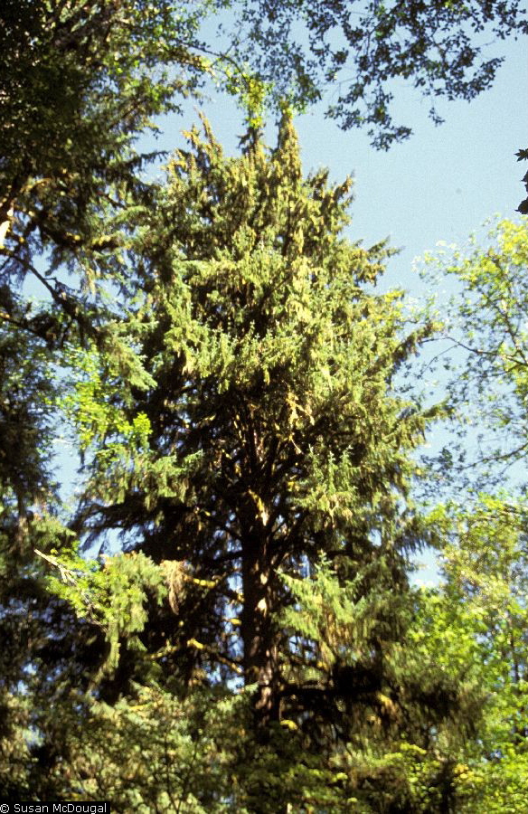 Sitka spruce.