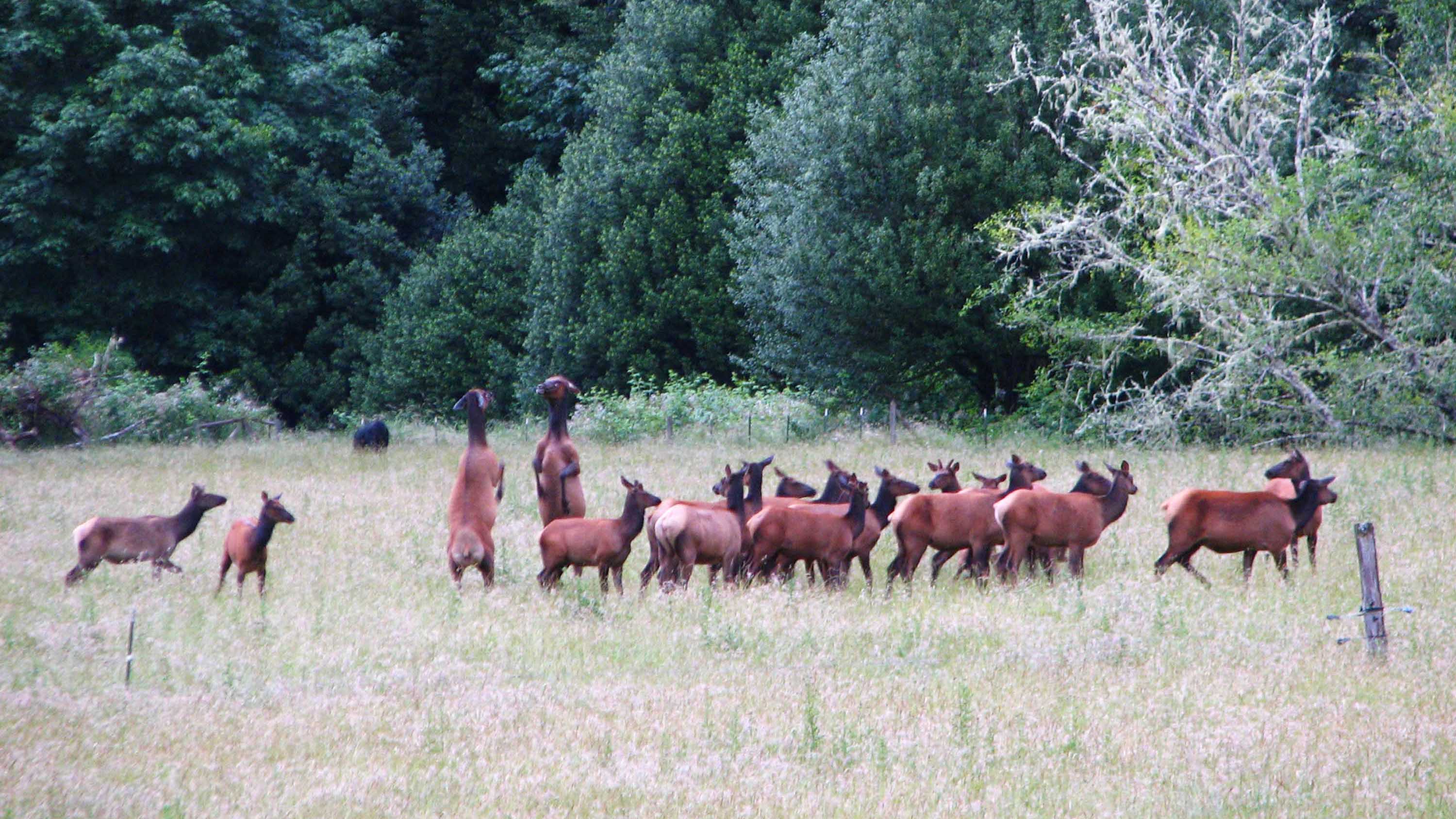 Elk in Brewster Valley.